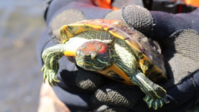 Sacrificarán a tortugas orejas rojas introducidas a humedal de San Pedro de la Paz