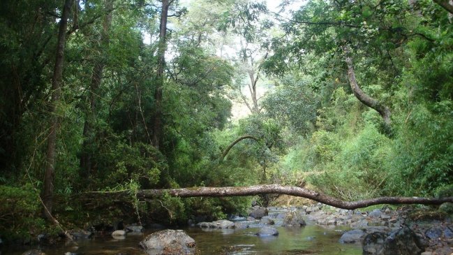 Conaf: Aumento del aforo de parques dependerá del buen comportamiento de los visitantes