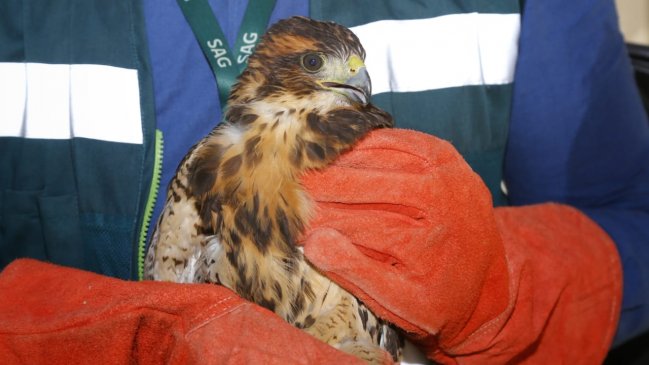 Peuco que deambulaba por el Parque Forestal sorprendió a vecinos y transeúntes