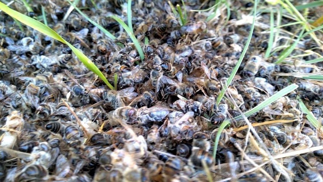 Denuncian muerte de miles de abejas polinizadoras en Ñuble