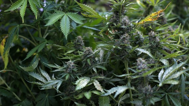 La ONU reconoce oficialmente las propiedades medicinales de la cannabis