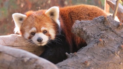   Pandas rojos llegan con toda su ternura al Buin Zoo para ser conservados 