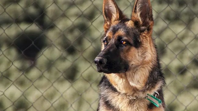 Carabinero fue atacado por un perro al intentar detener a un sujeto en Limache