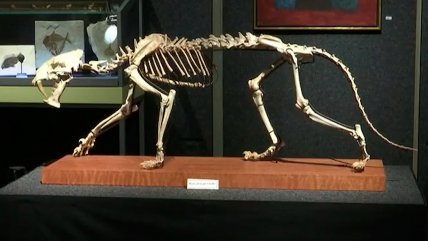   Vivió hace unos 37 millones de años: Subastan fósil de tigre con dientes de sable 