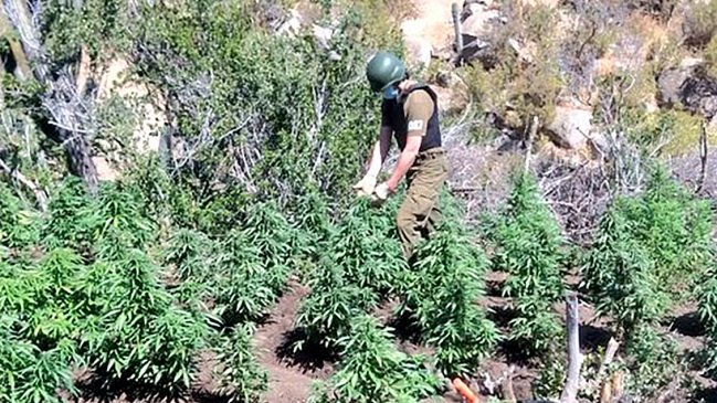 Más de dos mil plantas de cannabis fueron incautadas en Punitaqui