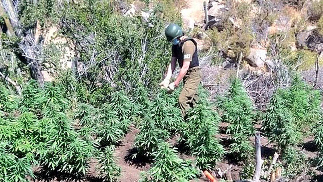 Más de dos mil plantas de cannabis fueron incautadas en Punitaqui