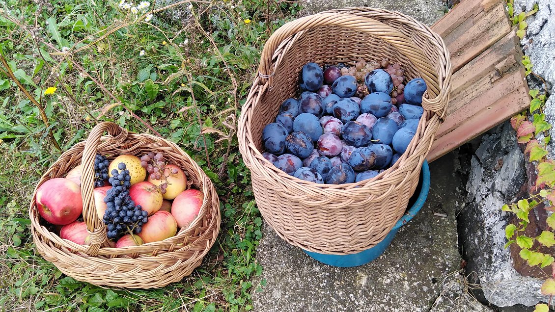 Confirman brotes Covid entre temporeros agrícolas en Curicó y Romeral