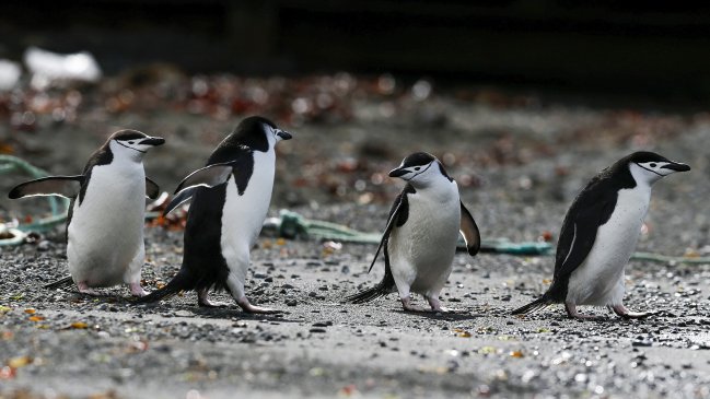 Países firmantes del acuerdo de Escazú buscarán avanzar en política ambiental