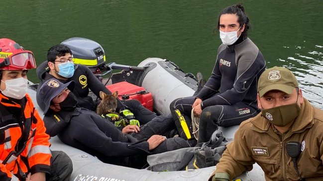 Rescatan a pudú que se encontraba en peligro de caer al río Aysén