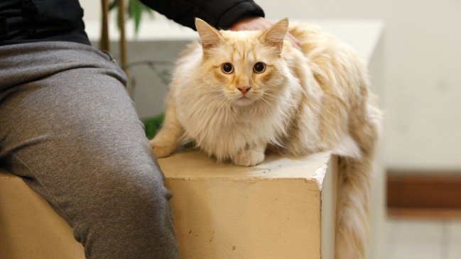 Cuáles son los animales más susceptibles a contraer el Covid-19