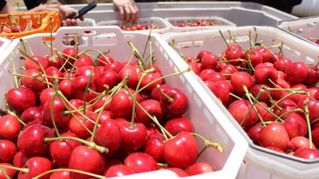 Brotes de Covid en huertos tienen a Curicó y Romeral al borde de la fase 2