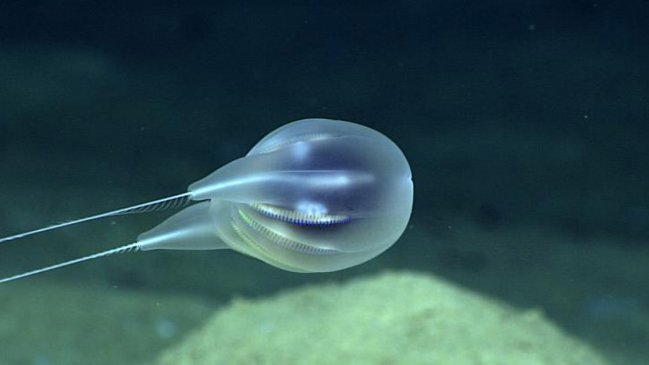   Hallazgo de especie de medusa marca un gran avance científico 