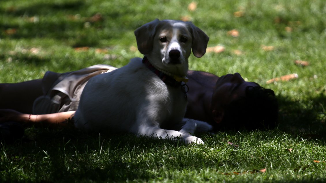 Cinco perros han dado positivo por Covid-19 en los últimos meses en México