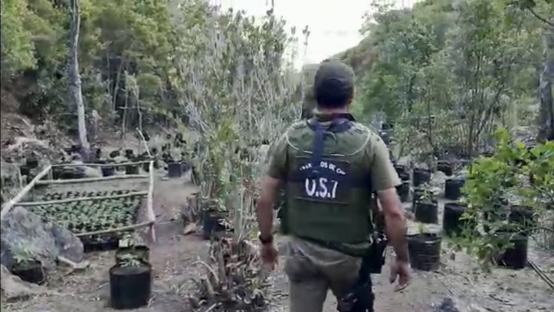 Decomisan más de seis mil plantas de marihuana en la precordillera de San Fernando