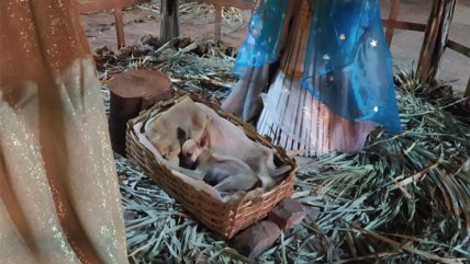   Perrito que fue encontrado durmiendo en pesebre enternece a las redes 