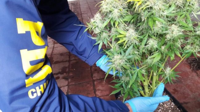 En prisión preventiva siete sujetos acusados de traficar droga en Biobío y La Araucanía