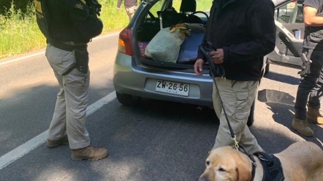 Incautan 8.000 dosis de cocaína y 305 plantas de marihuana en La Araucanía