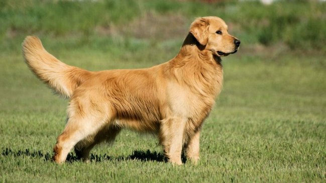 Rescatan a 20 golden retriever desde carnicerías de China
