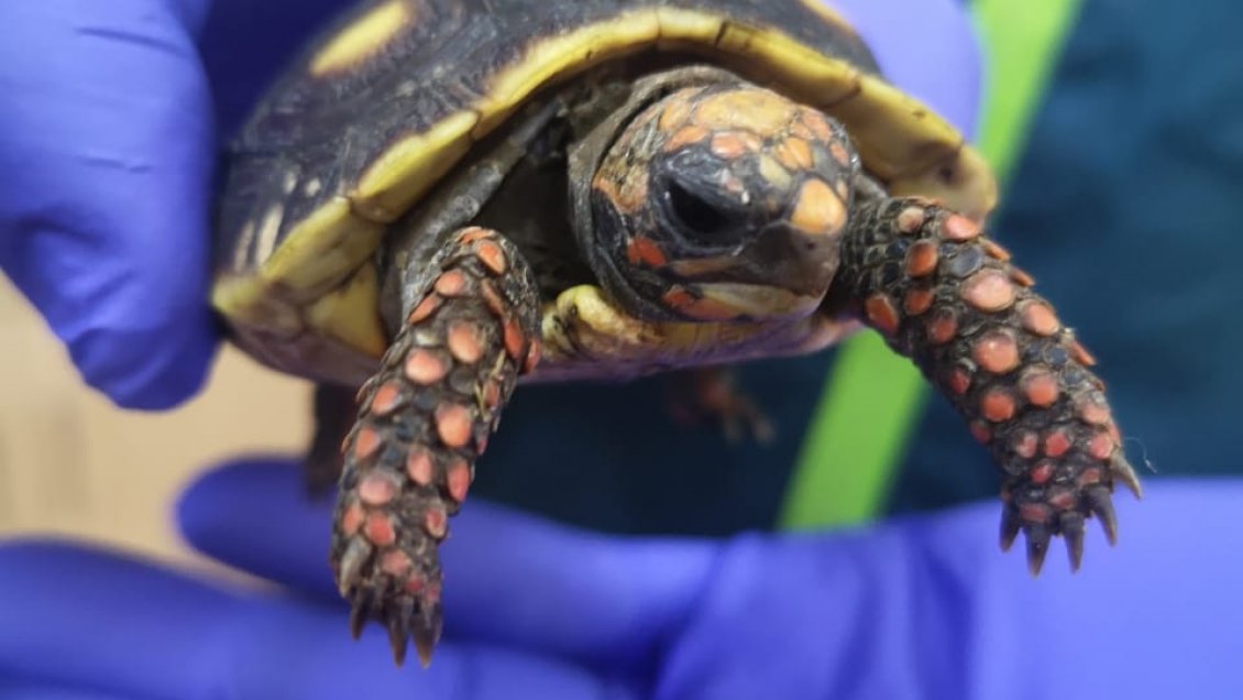 Tortugas protegidas incautadas en El Loa fueron devueltas a Bolivia