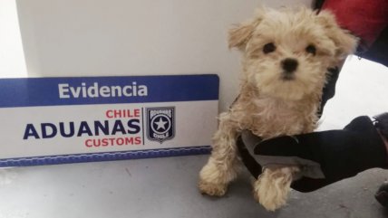   Rescatan a 25 cachorros de raza ingresados como contrabando en Los Libertadores 