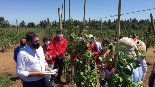 Instruyen investigación sumaria en predio agrícola de Teno por brote Covid-19