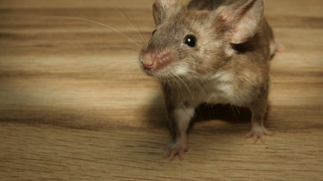 Hombre de Purranque se encuentra grave tras contagiarse con hantavirus