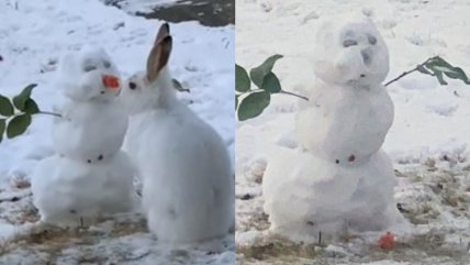   Tierno conejito fue captado 