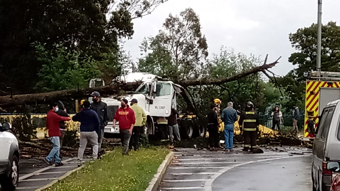 Conductor murió luego de que un árbol cayera sobre camión en Lautaro