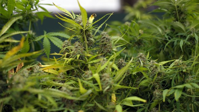 Persecución por robo de camioneta llevó a descubrir plantación de marihuana en comunidad mapuche