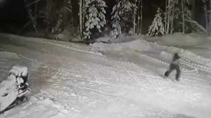   Perrito da su vida por salvar a niño acechado por un lobo 