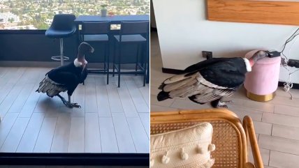   Visita inesperada: Cóndor entró a departamento capitalino 