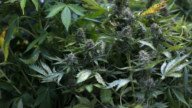 Descubren dos enormes plantaciones de marihuana en Salamanca e Illapel