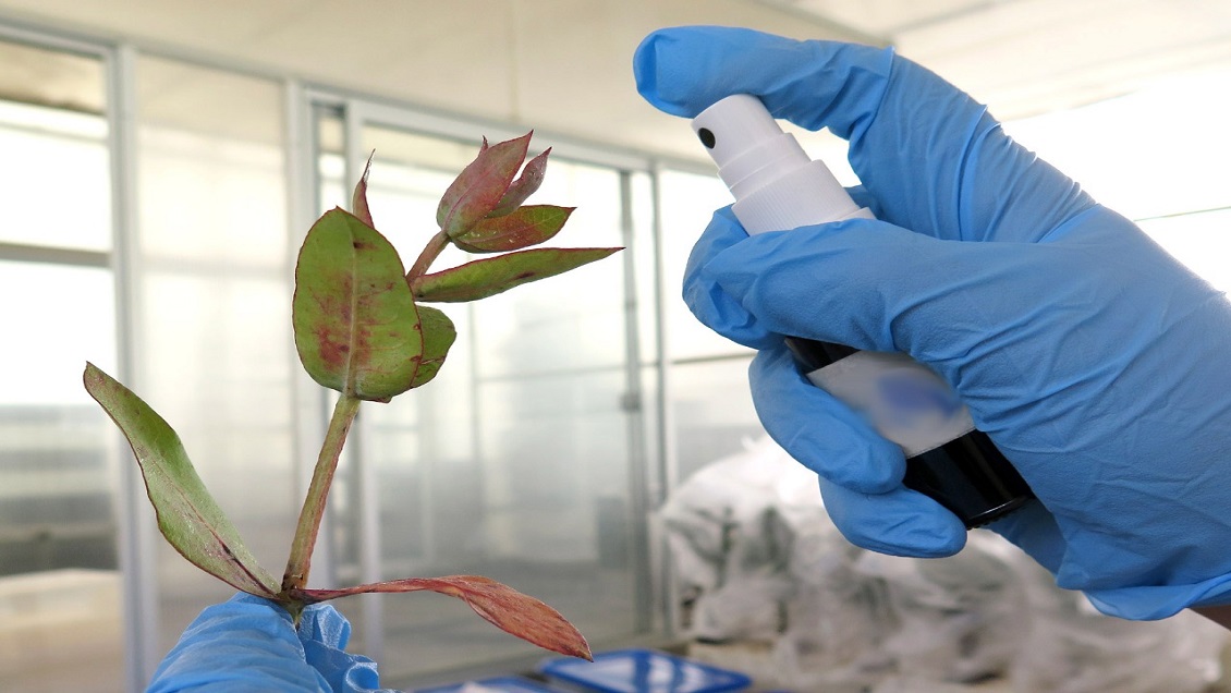 Científicos UdeC crearon repelente e insecticida en base a alga chilena