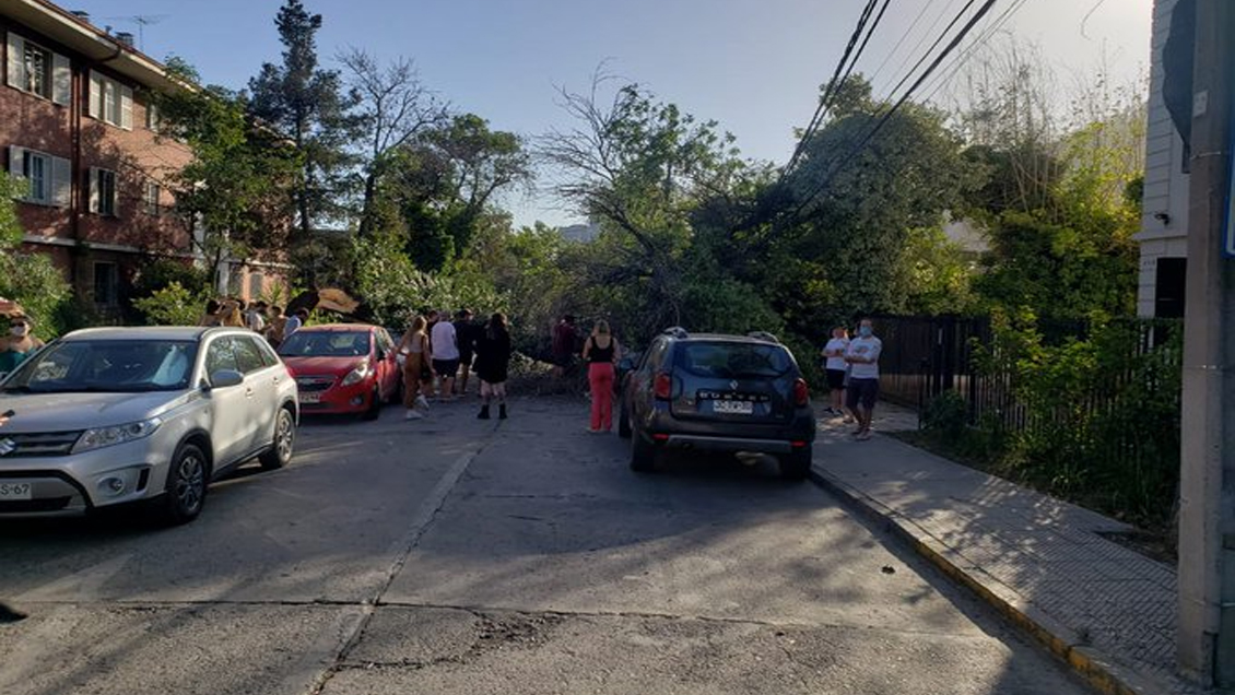 Caída de árbol destruyó tres autos en Providencia