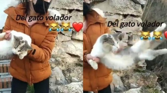 Adoptan a gatita que fue maltratada en cruel video viral con 