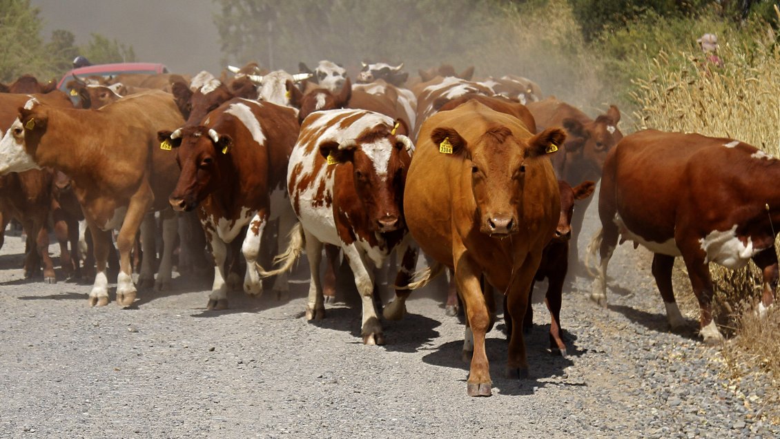 Sujetos se tomaron un predio y robaron 70 animales en Tirúa