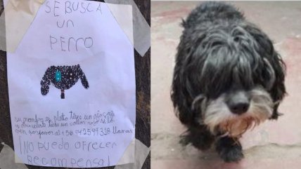   Niña de Renca hizo un tierno afiche para encontrar a su perrito 