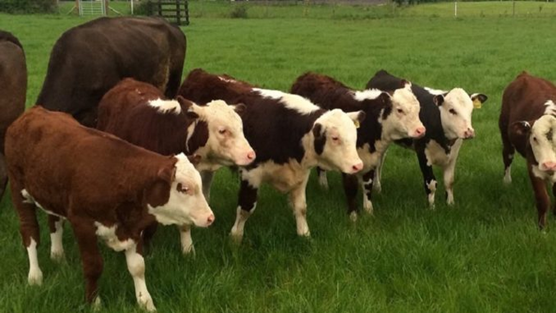 Encuentran muertos a 30 animales de los 70 que fueron robados en Tirúa