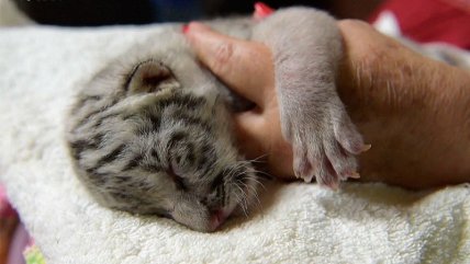   Tigresita rechazada por su madre se gana el cariño de todos en Zoológico Nacional de Nicaragua 