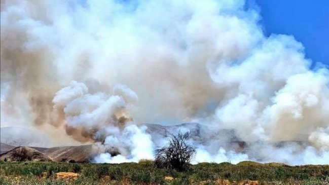 Quema de pastizales arrasó con cerca de tres hectáreas al interior de Tarapacá