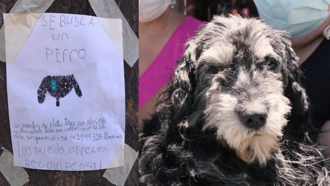 ¡Apareció Pluto! Niña que hizo tierno cartel se reencontró con perrito perdido