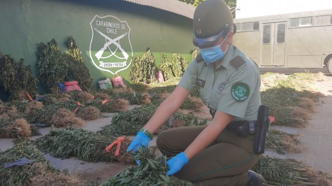Carabineros decomisó más de 15 mil matas de marihuana en Molina