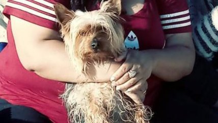   Familia busca a perrito robado durante portonazo en Maipú 