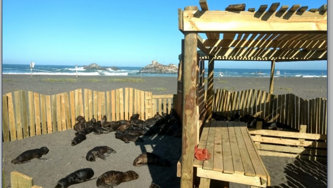 Descuido o maldad provocó muerte de seis lobitos marinos en Cobquecura