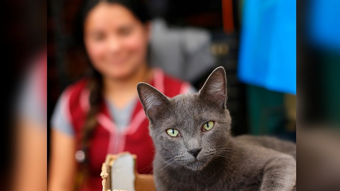 Fiesta de cumpleaños de un gato dejó a 15 humanos contagiados en el litoral central