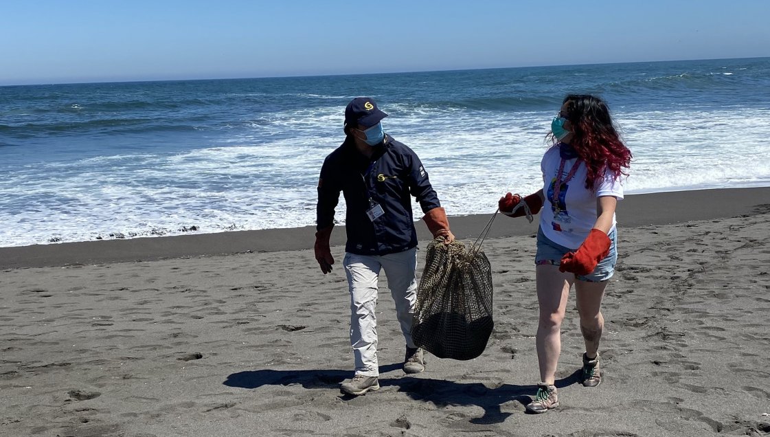 Aplican test PCR a voluntarios que protegerán a crías de lobos marinos en Cobquecura