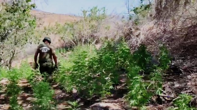 Carabineros decomisó marihuana avaluada en 3.362 millones de pesos en Illapel