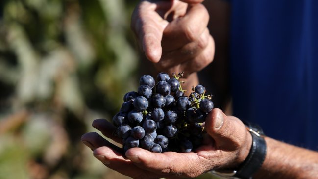 ¿Cuántas hectáreas hay dedicadas a la uva vitivinícola en Chile?