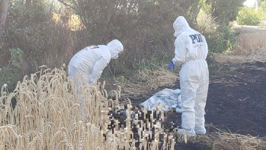 Hombre murió electrocutado durante las faenas de una trilla en Ñuble