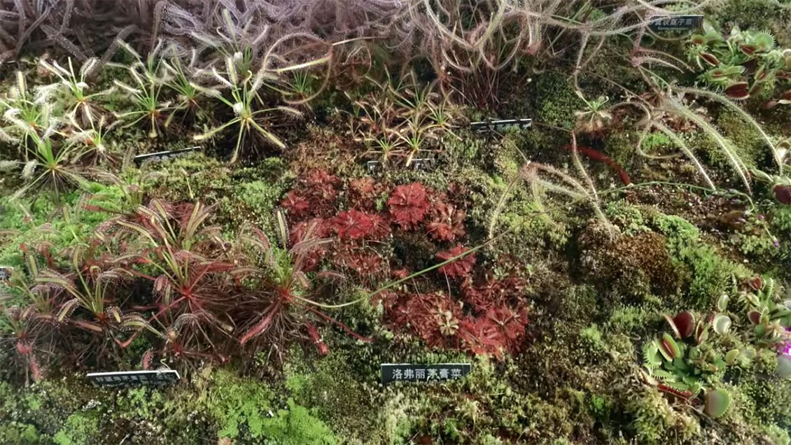 Plantas fantásticas y dónde encontrarlas